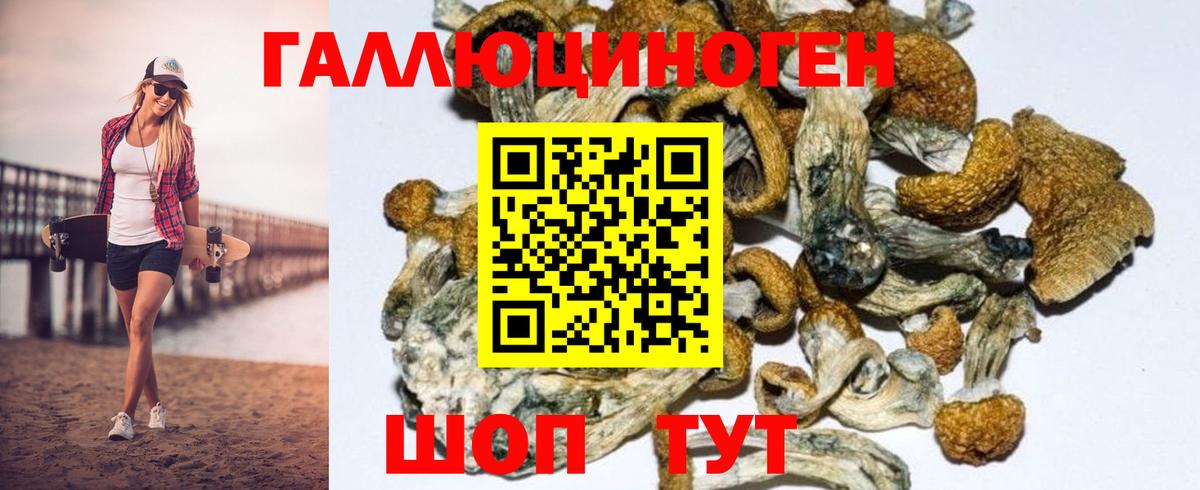 Псилоцибиновые грибы Psilocybe Лысьва